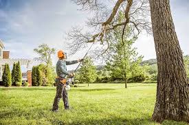 How Our Tree Care Process Works  in  Socorro, TX