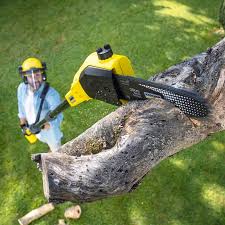 Best Lawn Renovation and Restoration  in Socorro, TX