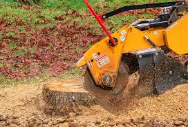 Best Tree Health Inspection  in Socorro, TX