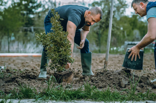 Best Lawn Grading and Leveling  in Socorro, TX