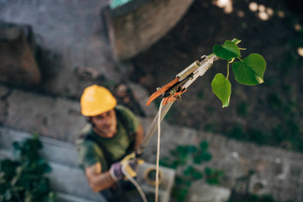 Best Tree Trimming and Pruning  in Socorro, TX