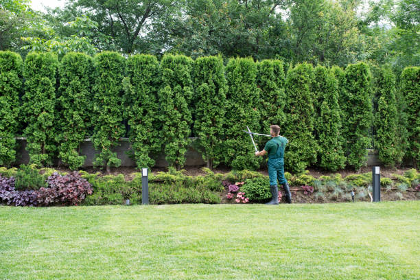Lawn Watering Services in Socorro, TX