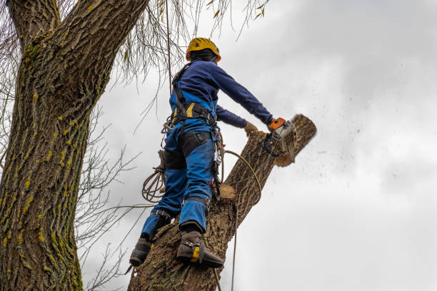Professional Tree Services in Socorro, TX