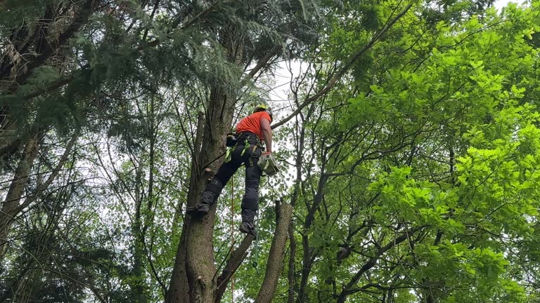 Best Hazardous Tree Removal  in Socorro, TX