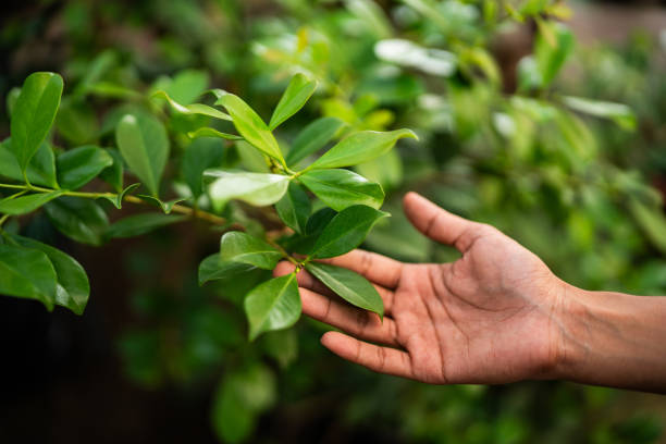 Best Organic Lawn Care Solutions  in Socorro, TX