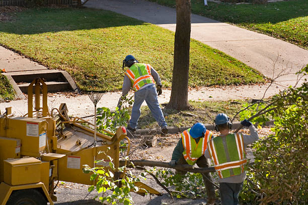 Best Lawn Fertilization  in Socorro, TX