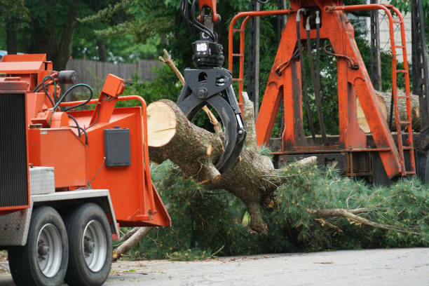 Best Fruit Tree Pruning  in Socorro, TX