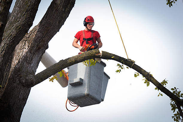 How Our Tree Care Process Works  in  Socorro, TX