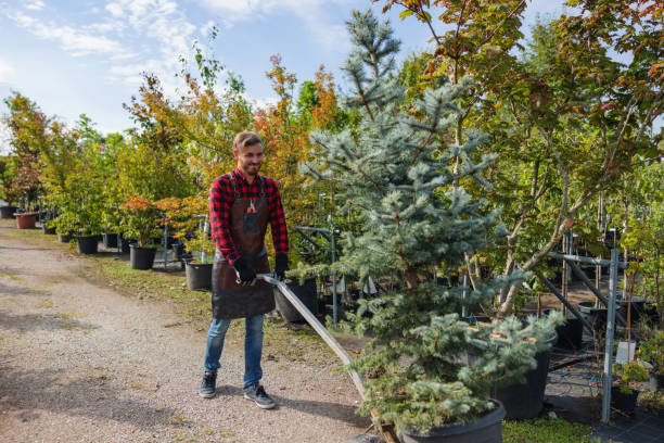 Best Tree Trimming and Pruning  in Socorro, TX
