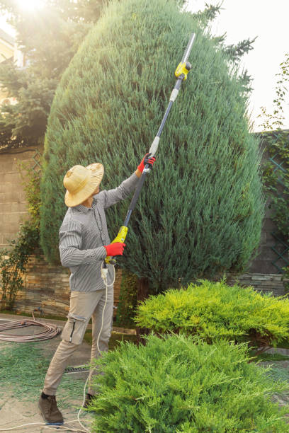 Tree and Shrub Care in Socorro, TX