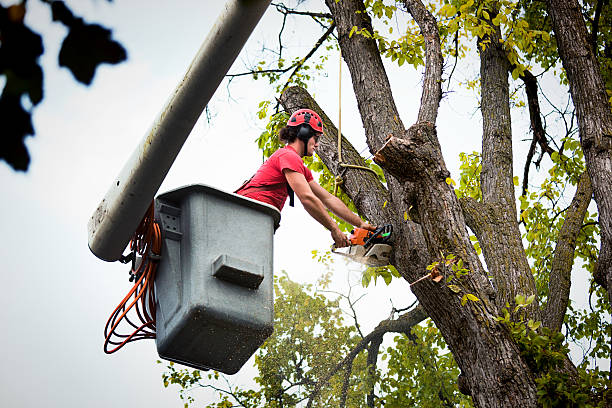 Best Palm Tree Trimming  in Socorro, TX