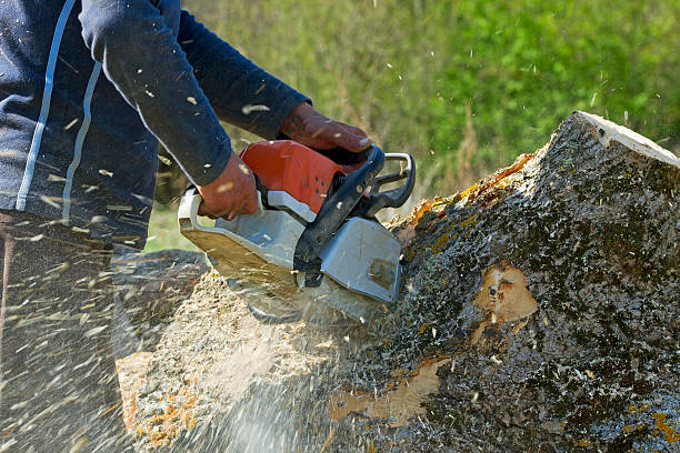 Best Tree Disease Treatment  in Socorro, TX